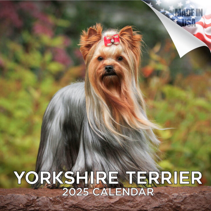 Just Yorkies 2025 Calendar Printable