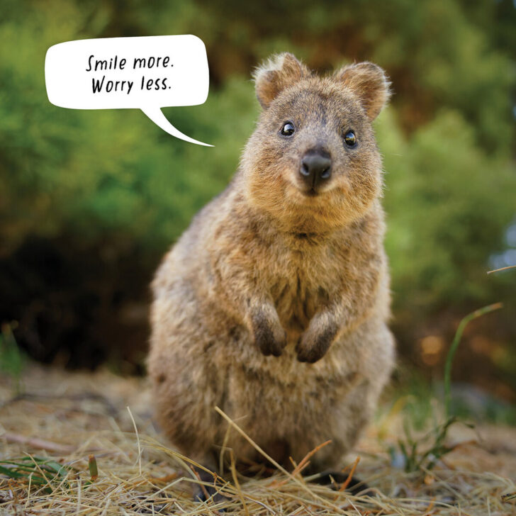 Quokkas 2025 Calendar Printable