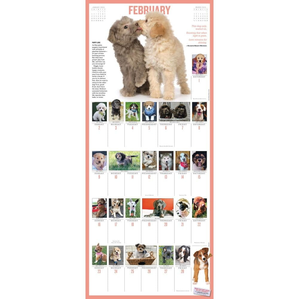365 Puppies-A-Year Picture-A-Day(R) Wall Calendar 2025, (Paperback) regarding Puppies 365 Days 2025 Calendar Printable