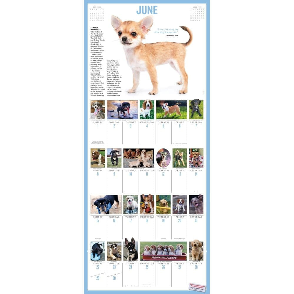 365 Puppies-A-Year Picture-A-Day(R) Wall Calendar 2025, (Paperback) throughout Puppies 365 Days 2025 Calendar Printable