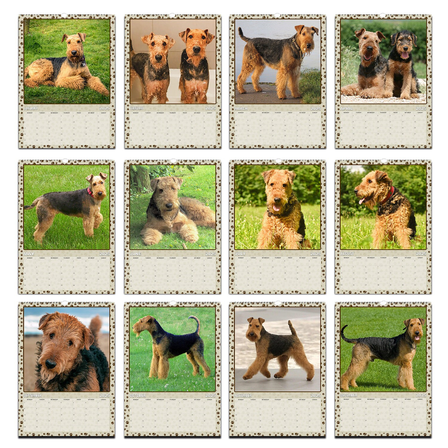 Airedale Terrier Dog Photo 2025/26 Calendar | Choose Start Month inside Just Airedale Terriers 2025 Calendar Printable