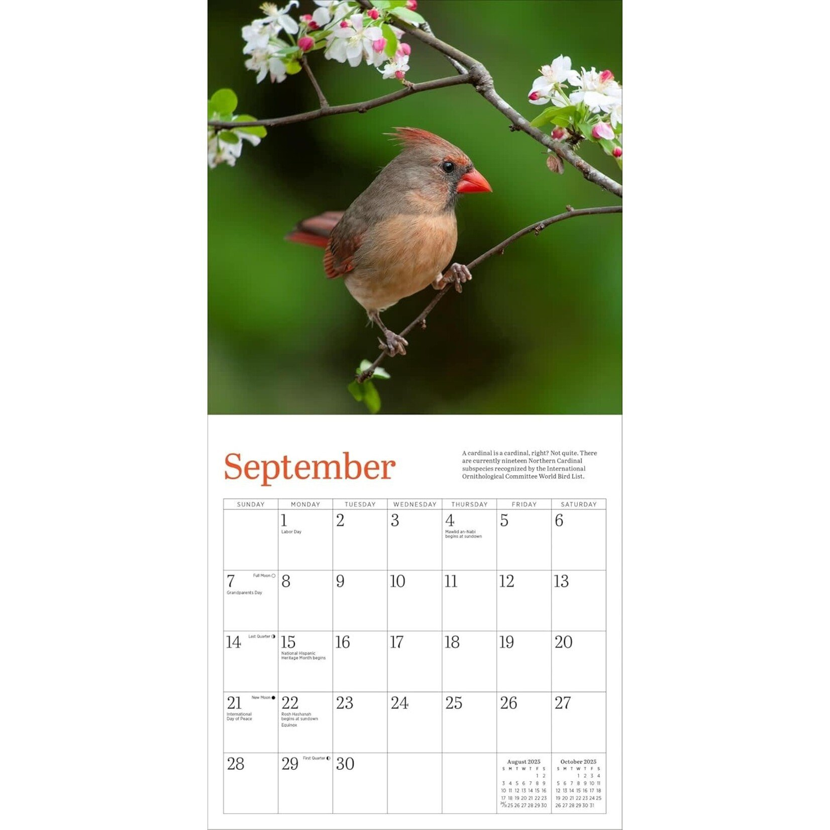 Audubon Cardinals Mini Wall Calendar 2025 - Maxima Gift And Book in Audubon Cardinals 2025 Calendar Printable