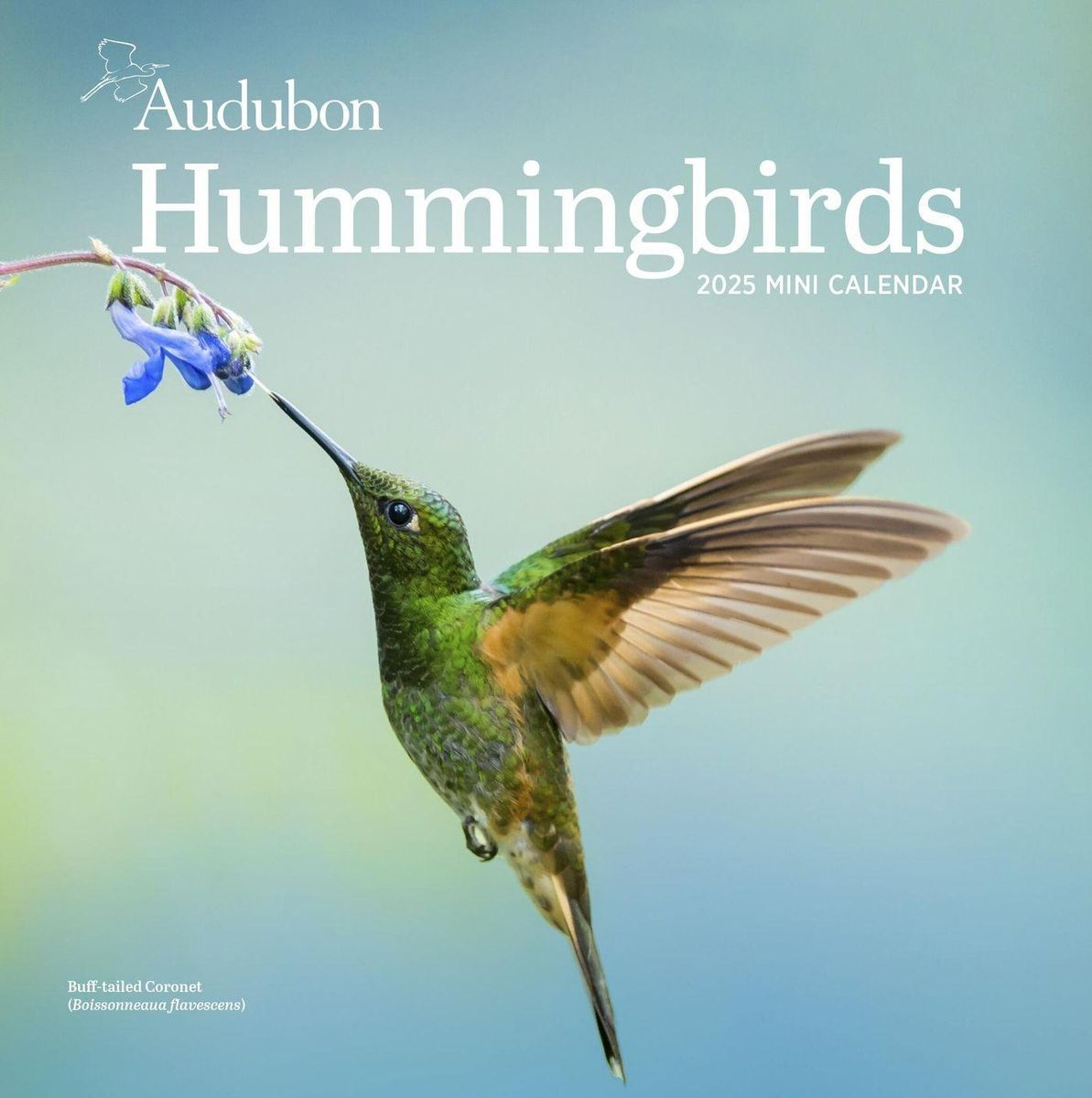 &amp;quot;Audubon Hummingbirds Mini Wall Calendar 2025&amp;quot; Kaufen within Hummingbirds 2025 Calendar Printable