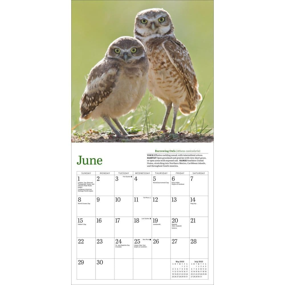 Audubon Little Owls Mini Wall Calendar 2025 : A Year Of Fluffy And pertaining to Audubon Little Owls 2025 Calendar Printable