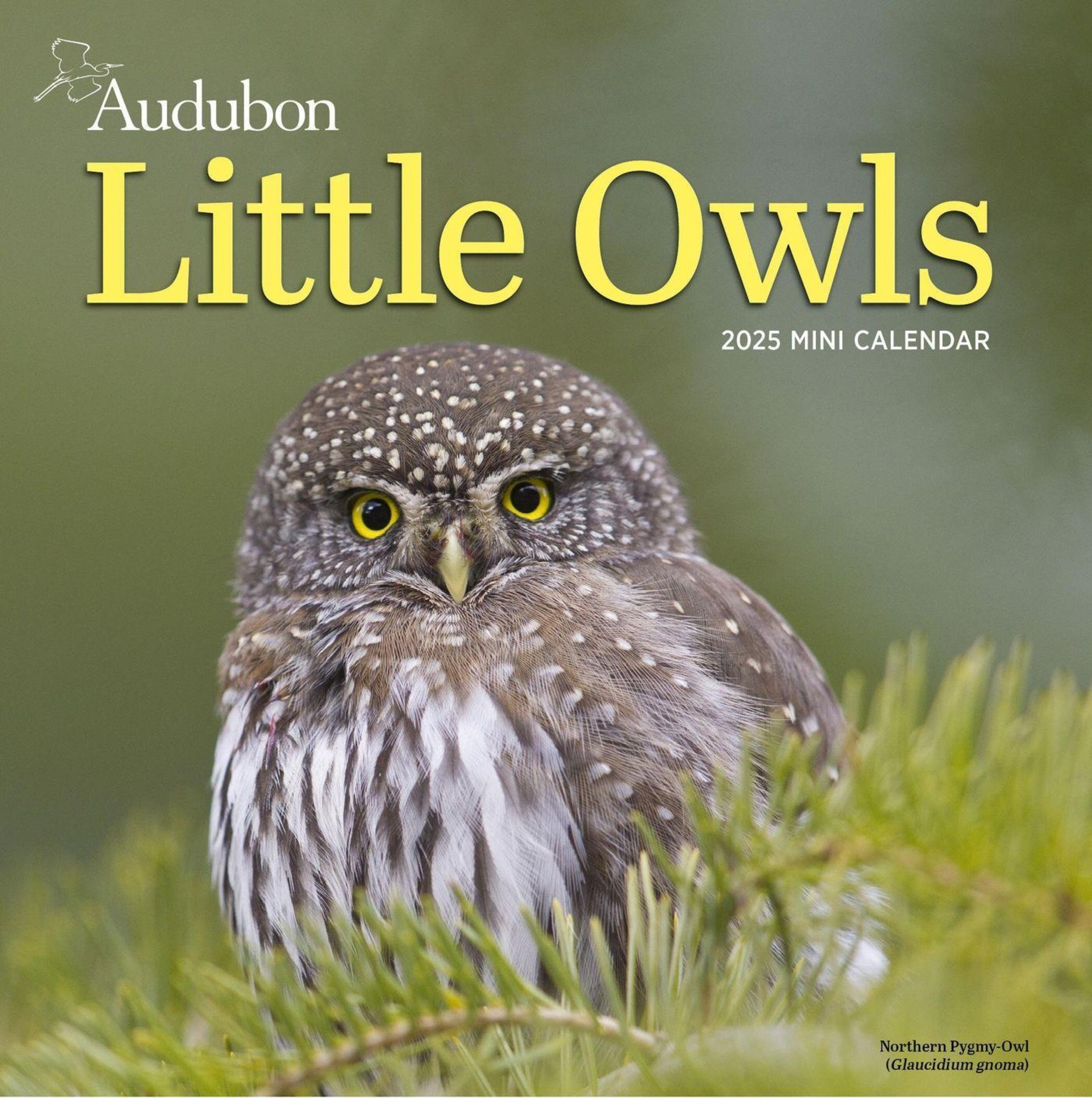 Audubon Little Owls Mini Wall Calendar 2025 with Audubon Little Owls 2025 Calendar Printable