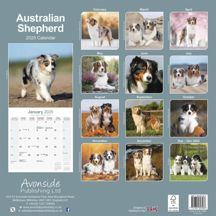 Australian Shepherd Puppies 2025 Calendar Printable