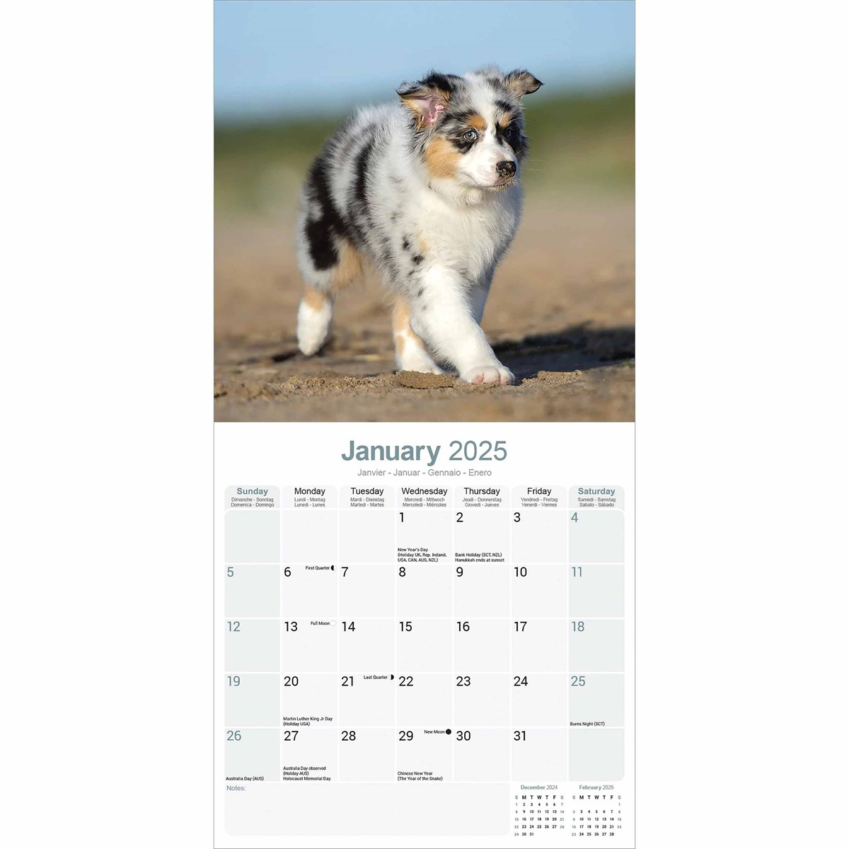 Australian Shepherd Calendar 2025 inside Just Australian Shepherds 2025 Calendar Printable