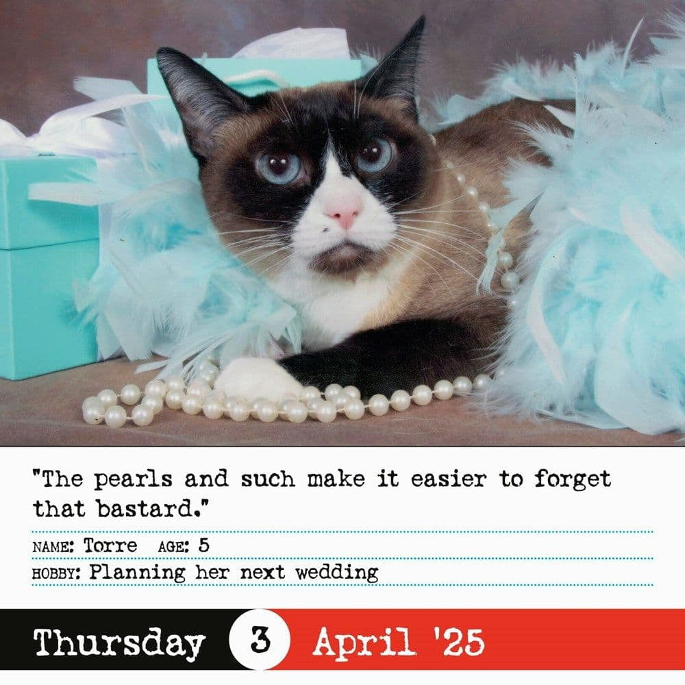Bad Cat Page-A-Day(R) Calendar 2025: 365 Not-So-Pretty Kitties, (Paperback) inside Bad Cat 2025 Calendar Printable