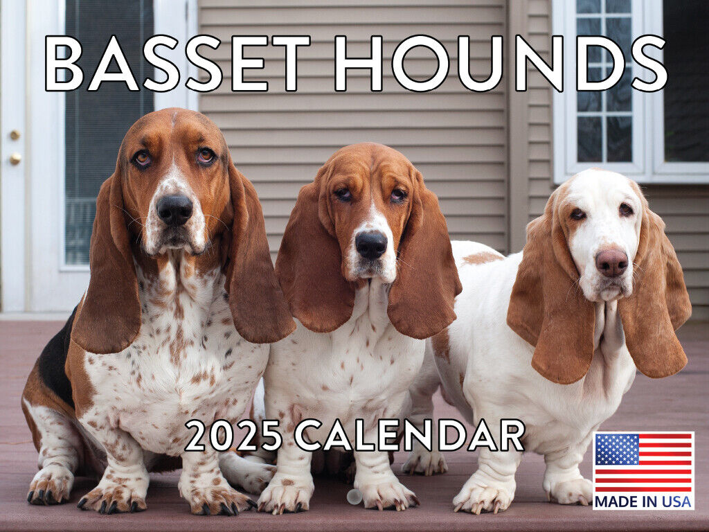 Basset Hound Calendar 2025 Monthly Wall Calender 12 Month | Ebay in Just Basset Hounds 2025 Calendar Printable