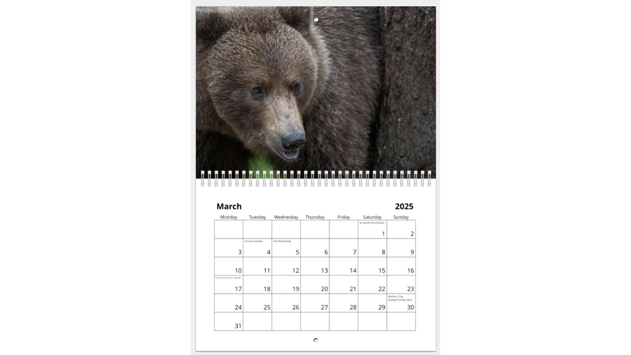Bears 2025 Calendar for Grizzly Bears 2025 Calendar Printable