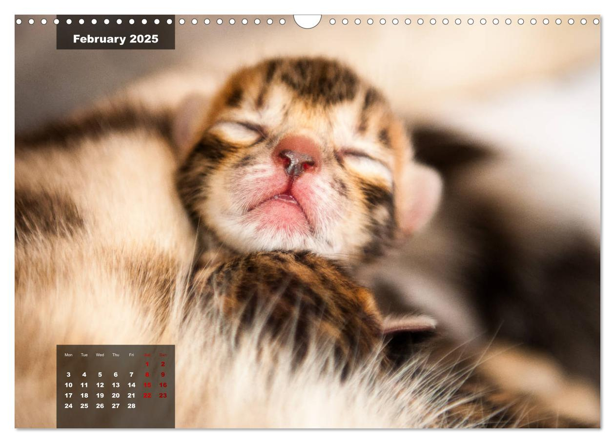 Bengal Kittens 2025 in Kittens 2025 Easel Calendar Printable