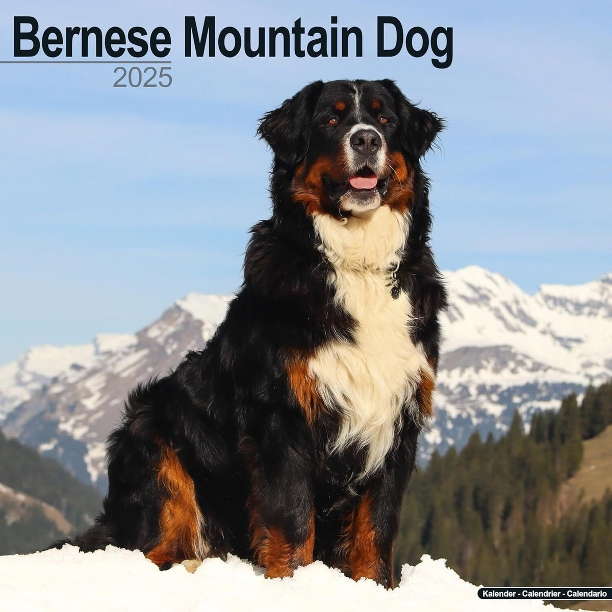 Bernese Mountain Dog - 2025 Calendar - Brand New - 603147 with Just Bernese Mountain Dogs 2025 Calendar Printable