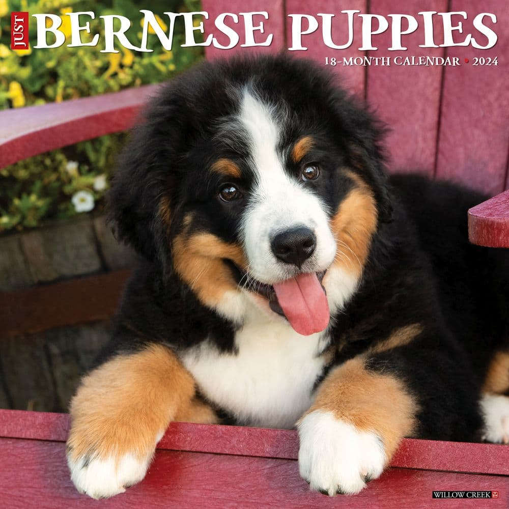 Bernese Mountain Dog regarding Just Bernese Mountain Dogs 2025 Calendar Printable
