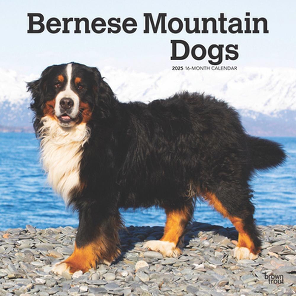 Bernese Mountain Dogs 2025 12 X 24 Inch Monthly Square Wall intended for Just Bernese Mountain Puppies 2025 Calendar Printable