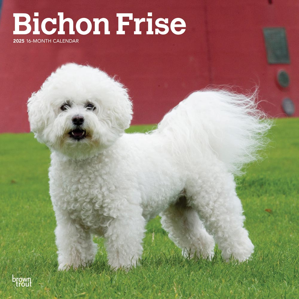 Bichon Frise | 2025 12 X 24 Inch Monthly Square Wall Calendar throughout Bichons Frises 2025 Calendar Printable