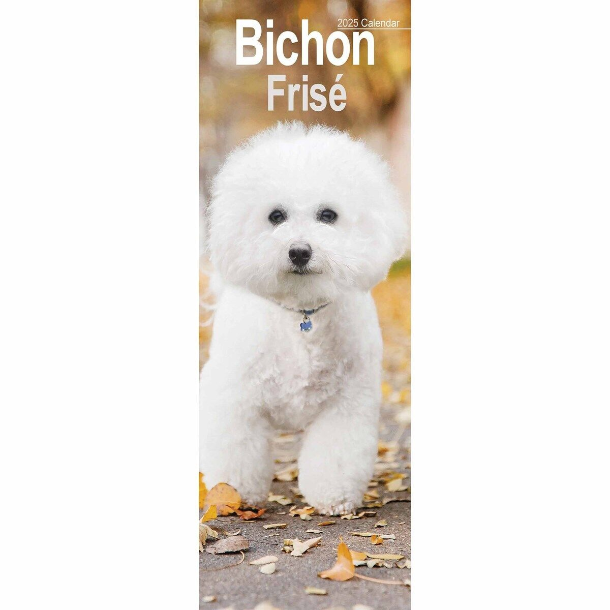 Bichon Frisé Slim Calendar 2025 - Dogs - Month To View inside Just Bichon Frises Puppies 2025 Calendar Printable