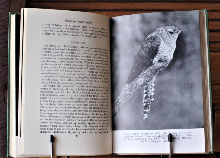 Birders View Ruthven 2025 Calendar Printable