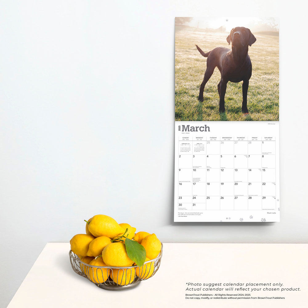 Black Labrador Retrievers | 2025 12 X 24 Inch Monthly Square Wall within Just Black Labs 2025 Calendar Printable