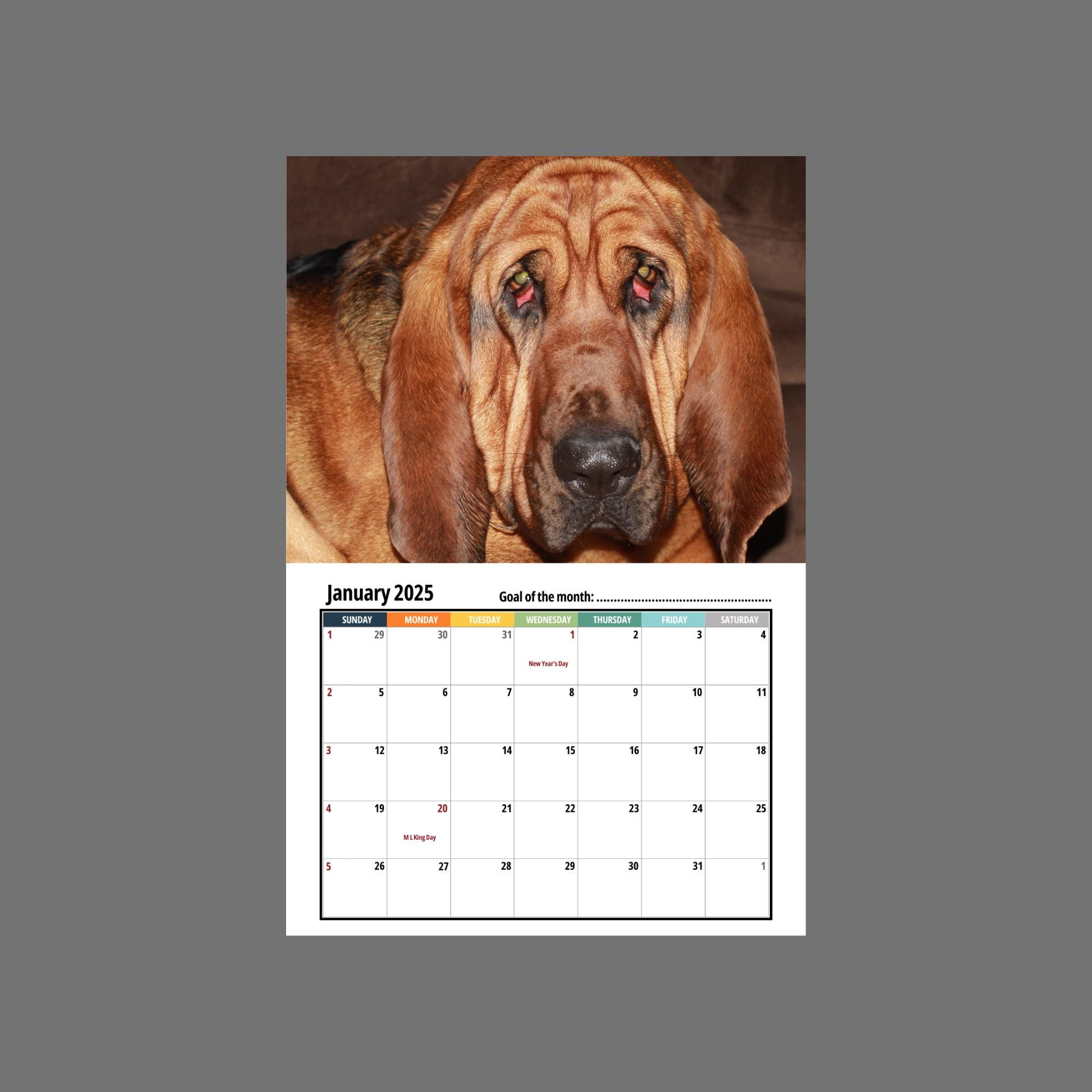 Bloodhound Wall Calendar 2025 - Etsy Australia for Bloodhounds 2025 Calendar Printable