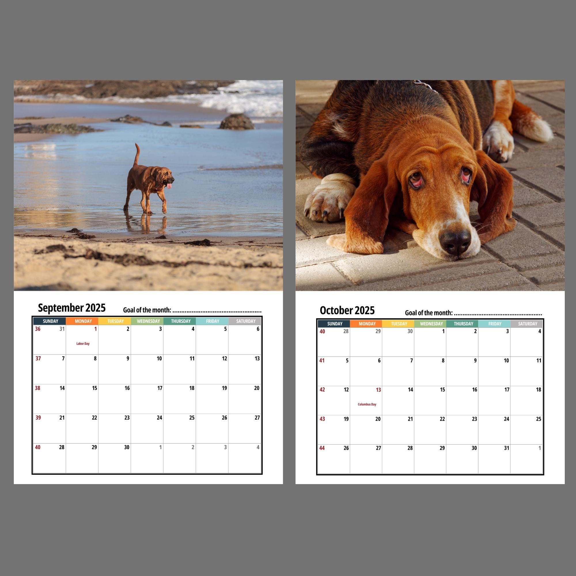 Bloodhound Wall Calendar 2025 - Etsy Australia throughout Bloodhounds 2025 Calendar Printable