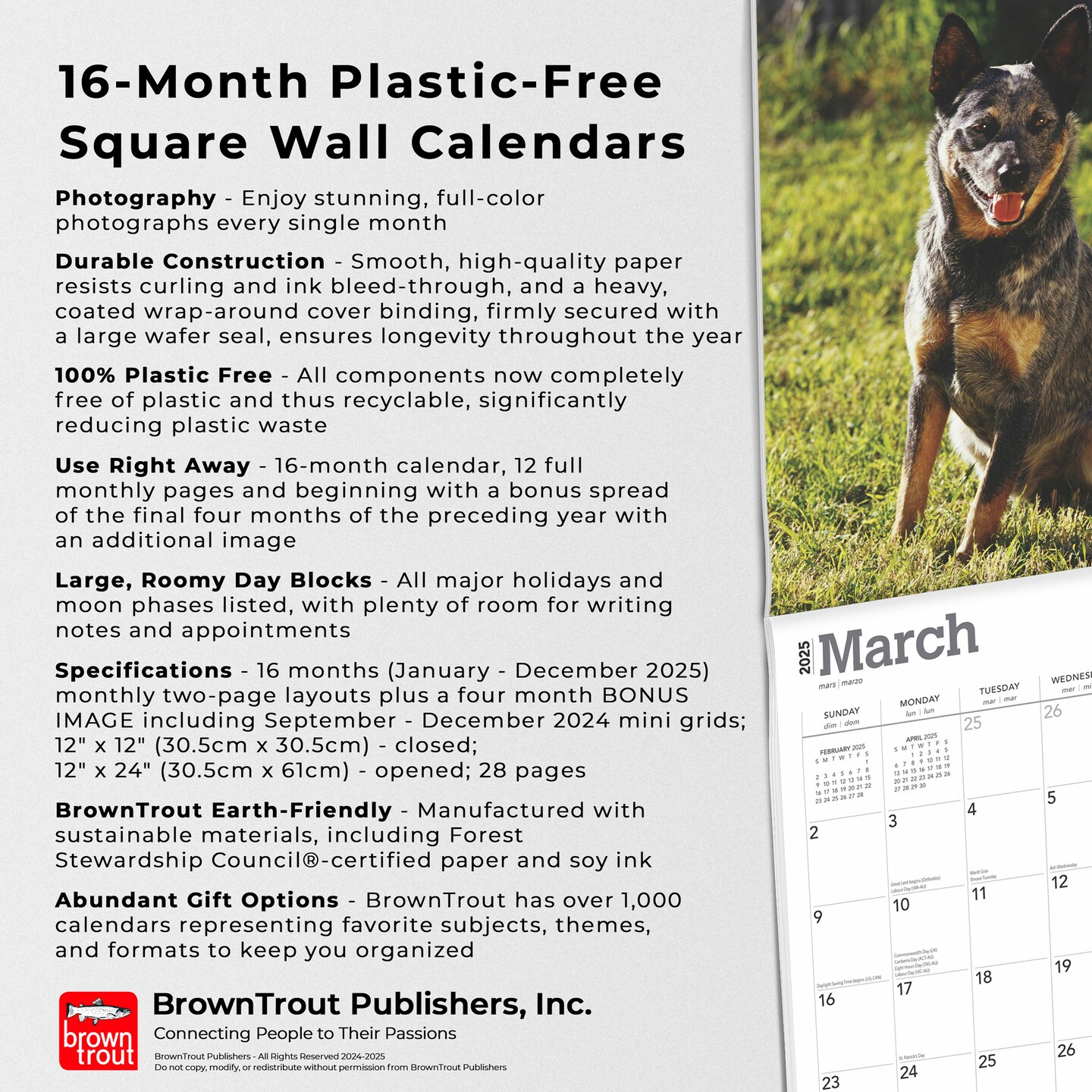 Blue Heelers | 2025 12 X 24 Inch Monthly Square Wall Calendar intended for Blue Heelers 2025 Calendar Printable