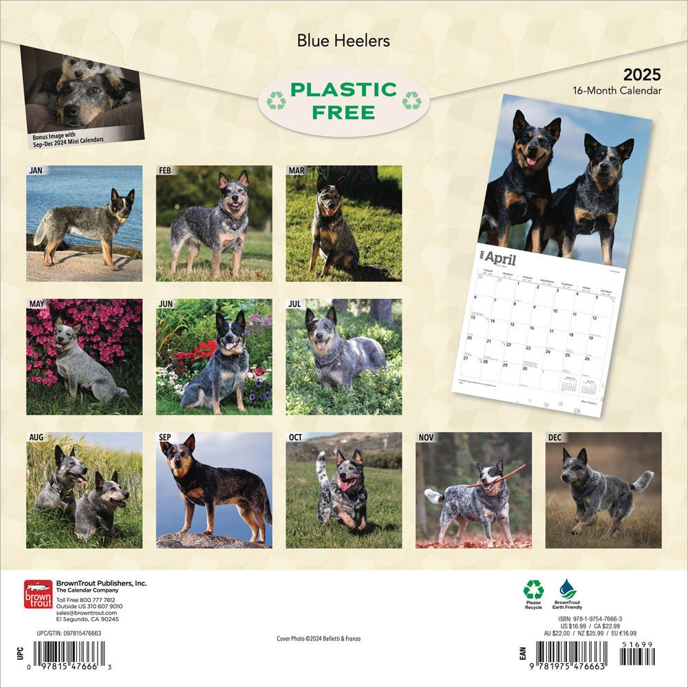 Blue Heelers Calendar 2025|Animal Den within Blue Heelers 2025 Calendar Printable