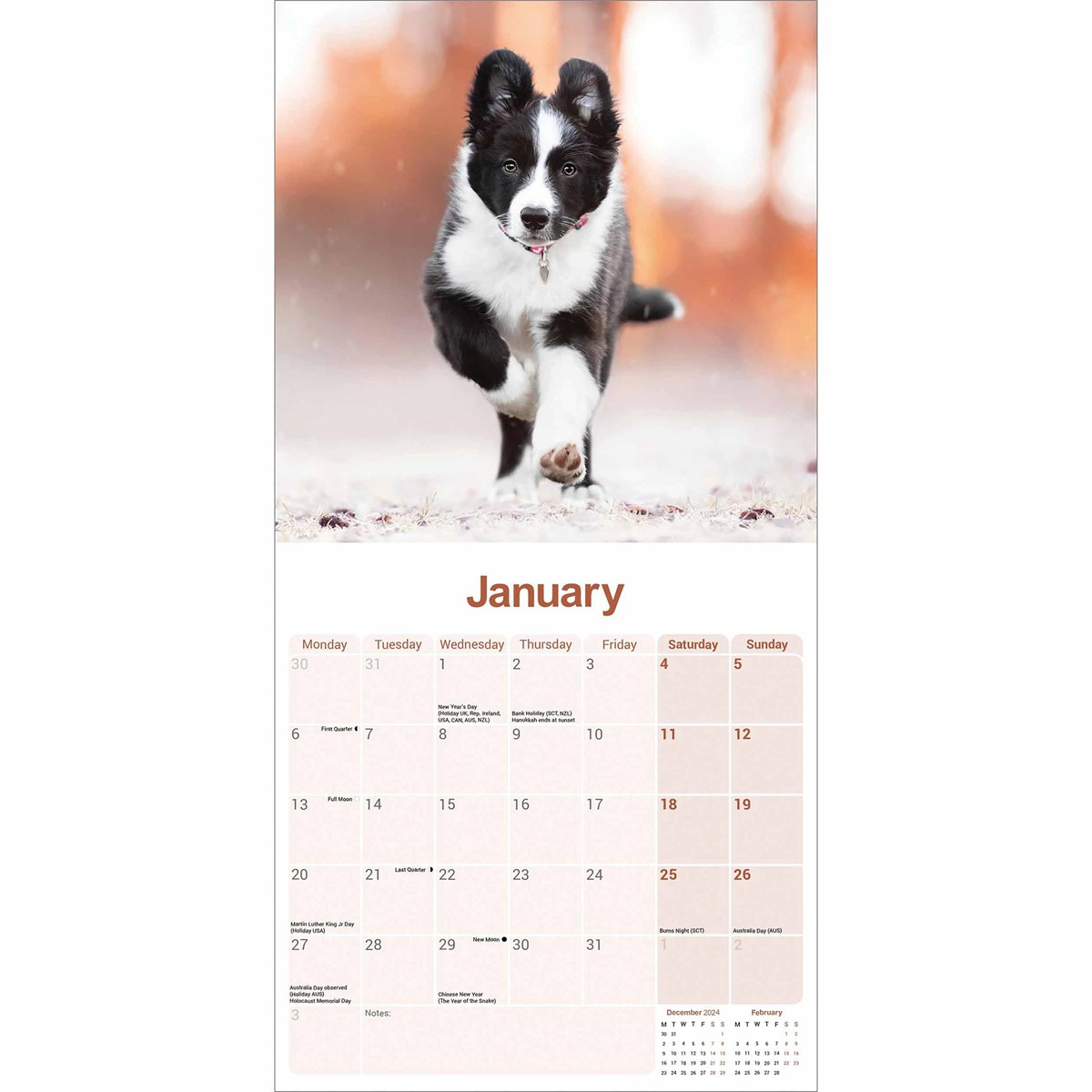 Border Collie Calendar 2025 inside Just Border Collies 2025 Calendar Printable