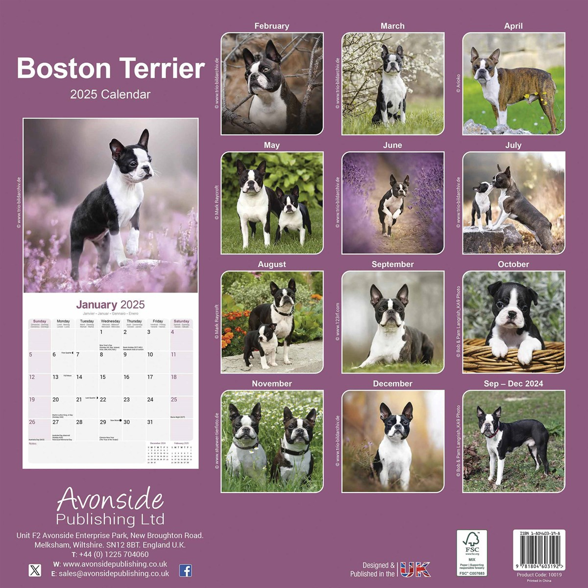 Boston Terrier Calendar 2025 inside Just Boston Terrier Puppies 2025 Calendar Printable