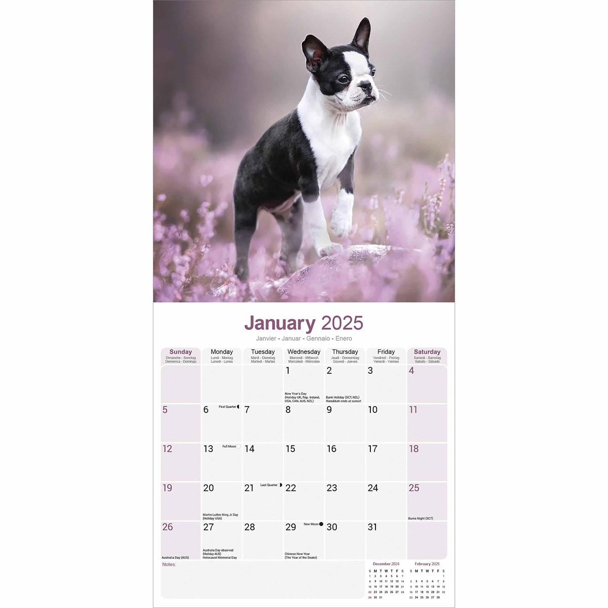 Boston Terrier Calendar 2025 throughout Just Boston Terrier Puppies 2025 Calendar Printable