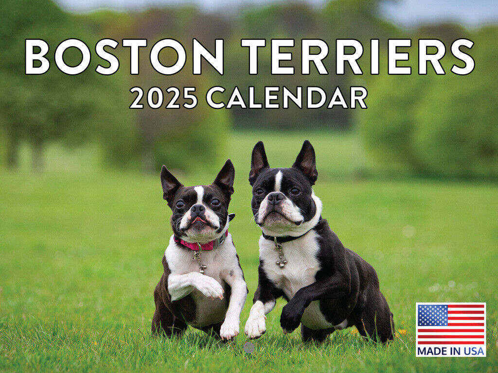 Boston Terrier Calendar 2025 Wall Calender Boston Terrier Gifts inside Just Boston Terrier Puppies 2025 Calendar Printable