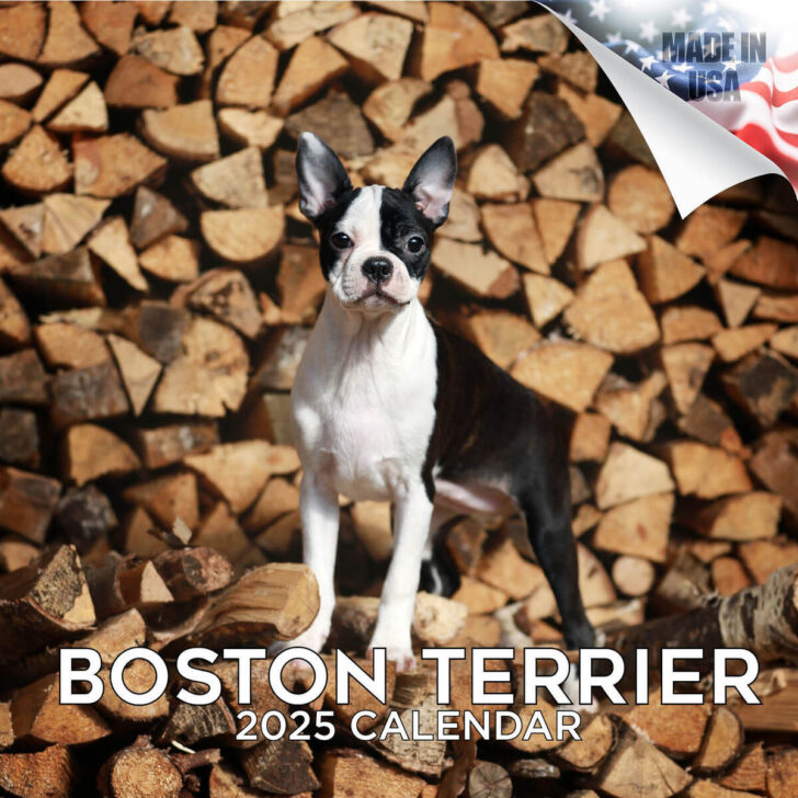 Just Boston Terriers 2025 Calendar  Printable