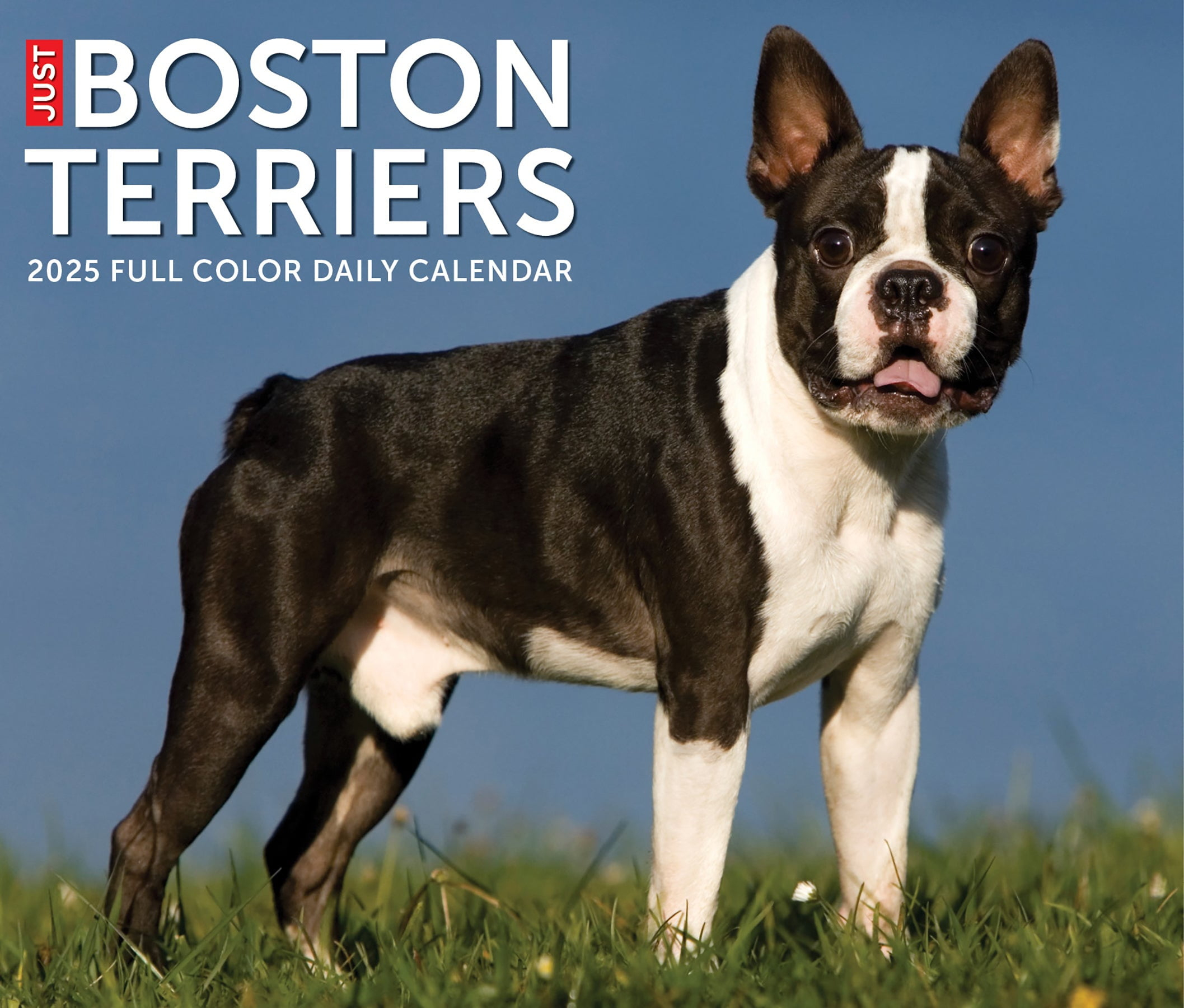 Boston Terriers 2025 Box Calendar with regard to Just Westies 2025 Calendar Printable