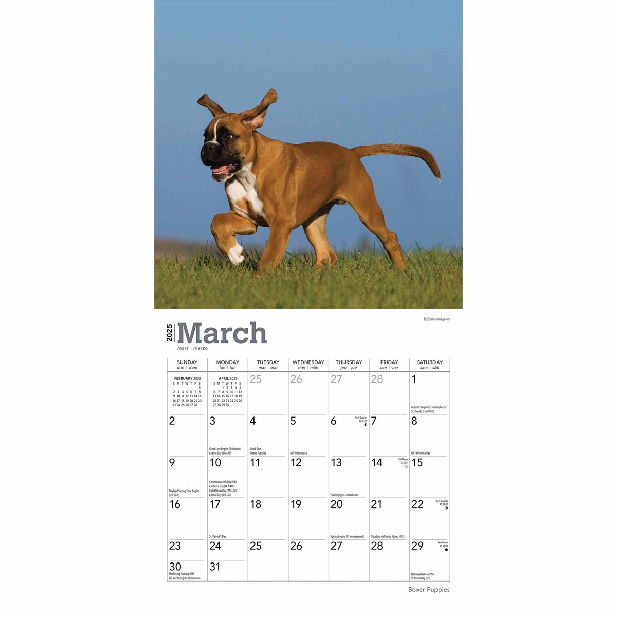 Boxer Puppies Mini Calendar 2025 within Just Boxers 2025 Calendar Printable
