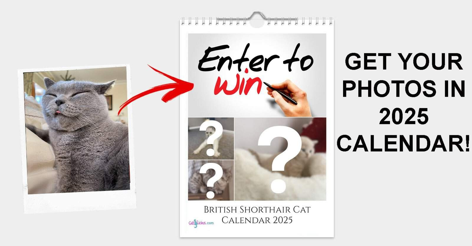 British Shorthair Cat Calendar 2025 pertaining to British Shorthair Cats 2025 Calendar Printable