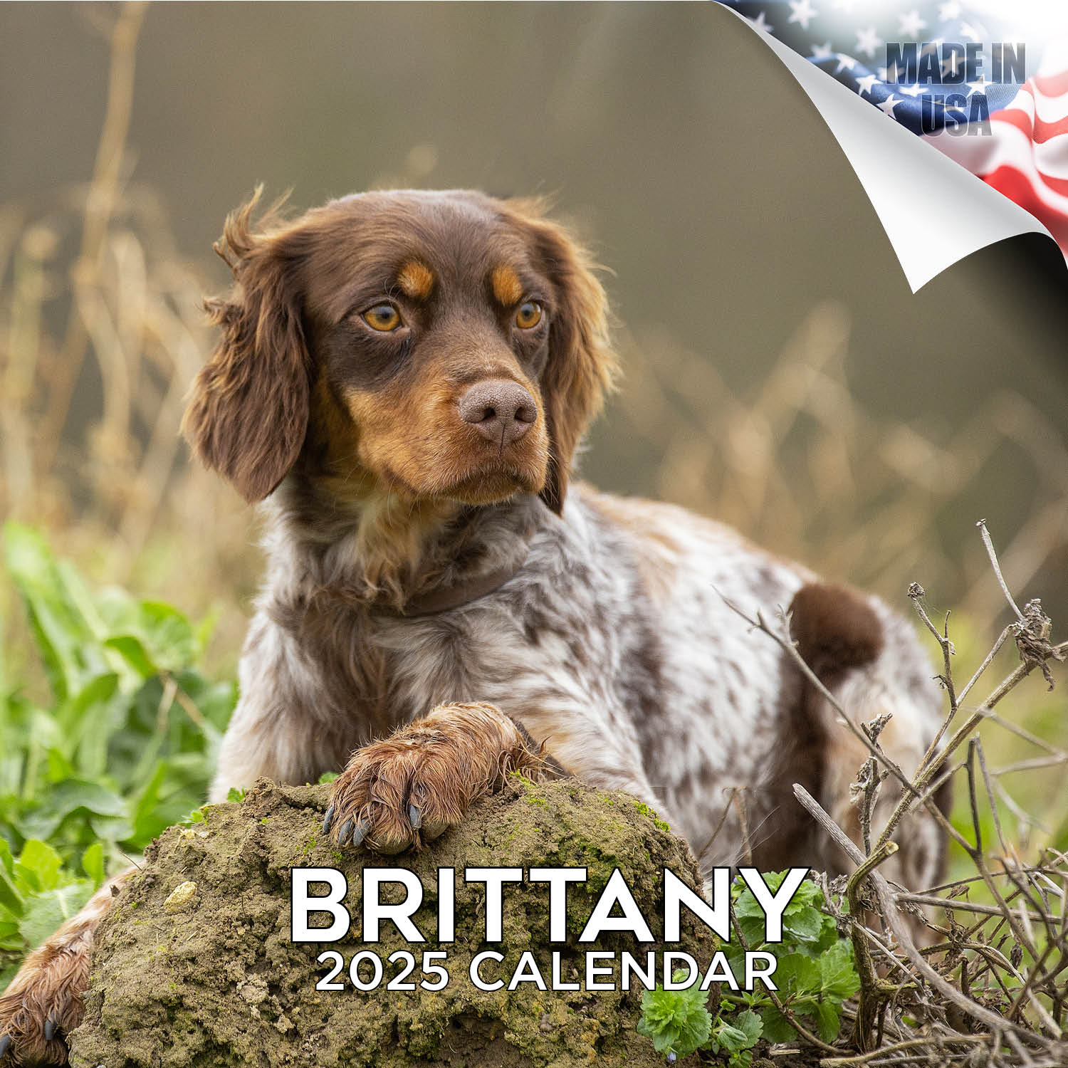 Brittany Dog Breed Calendar 2025 Full Size 12X24 Made In Usa pertaining to Just Brittanys 2025 Calendar Printable
