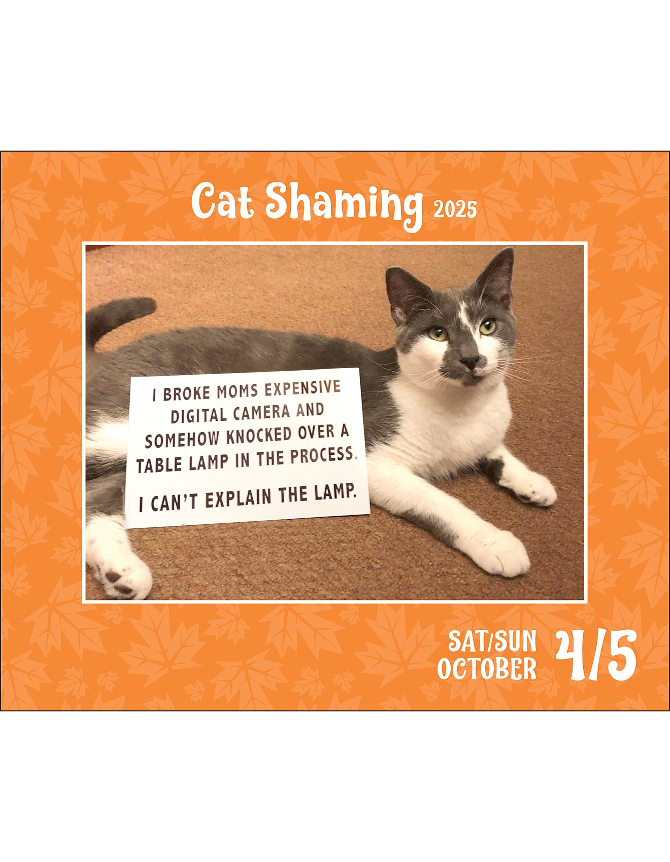 Browntrout Publishers Cat Shaming 2025 Day-To-Day Boxed Calendar with Cat Shaming 2025 Calendar Printable