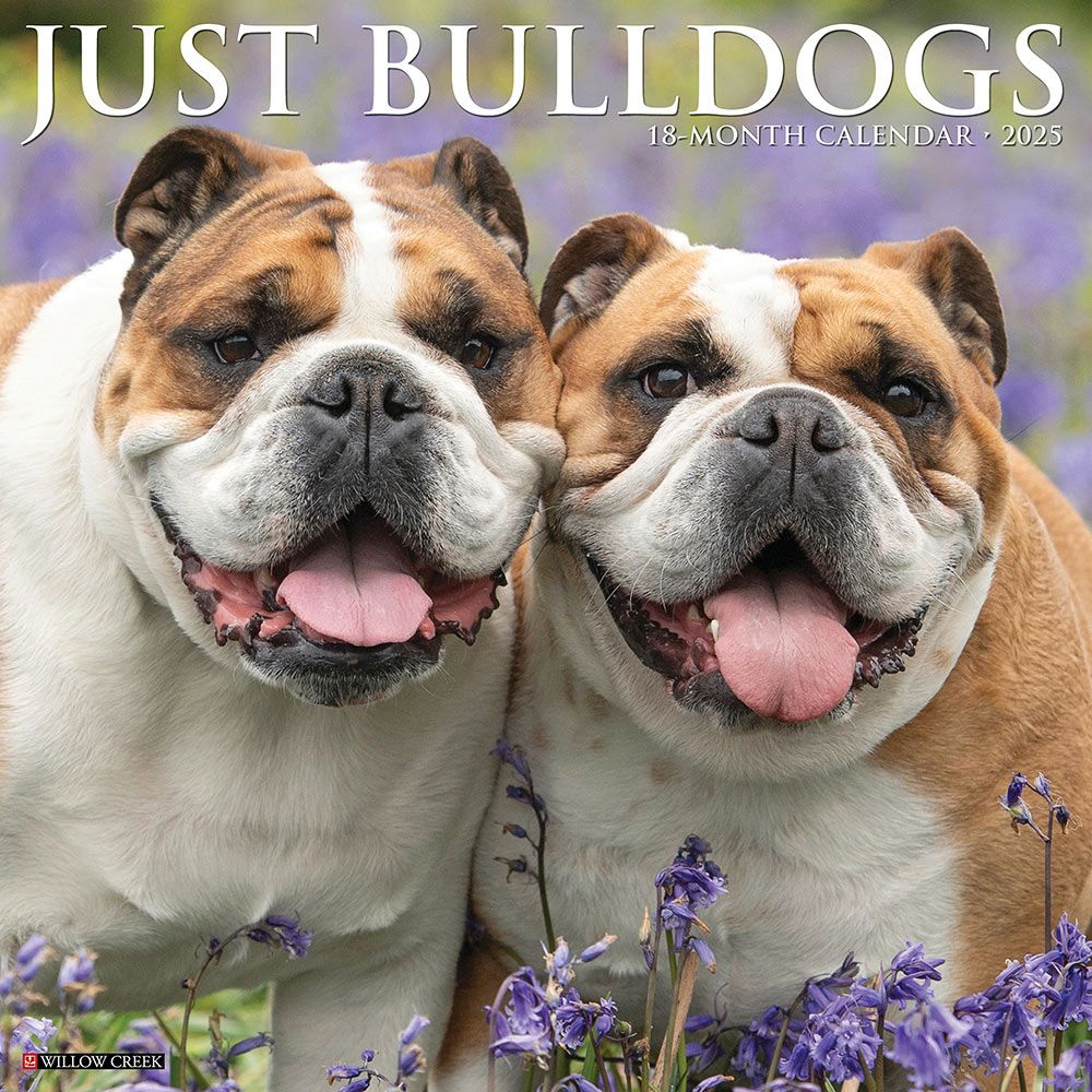 Bulldog Bad Boys Calendar 2025|Animalden throughout Just Bulldog Bad Boys 2025 Calendar Printable