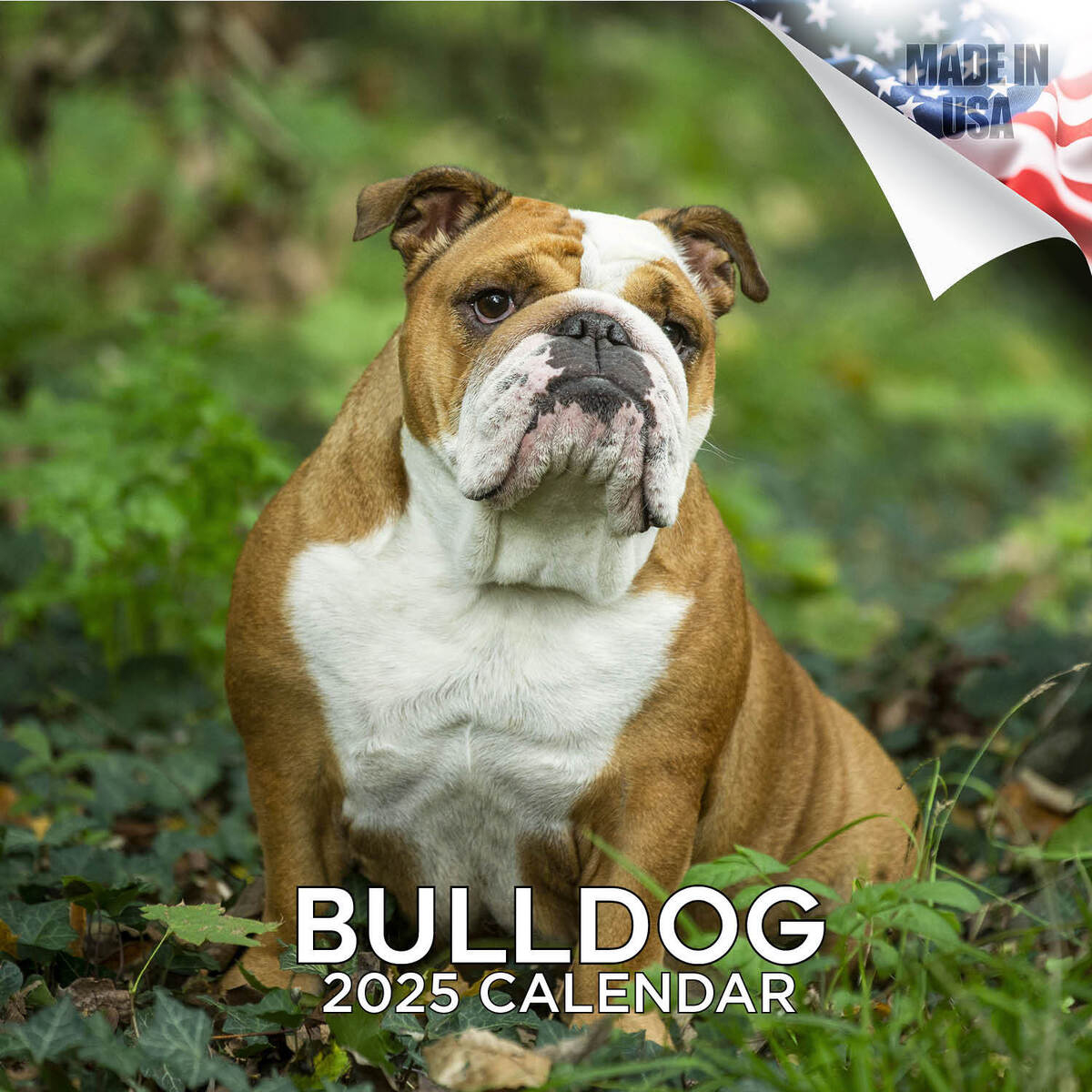 Bulldog Dog Breed Calendar 2025 Full Size 12X24 Made In Usa | Ebay intended for Just Bulldogs 2025 Calendar Printable