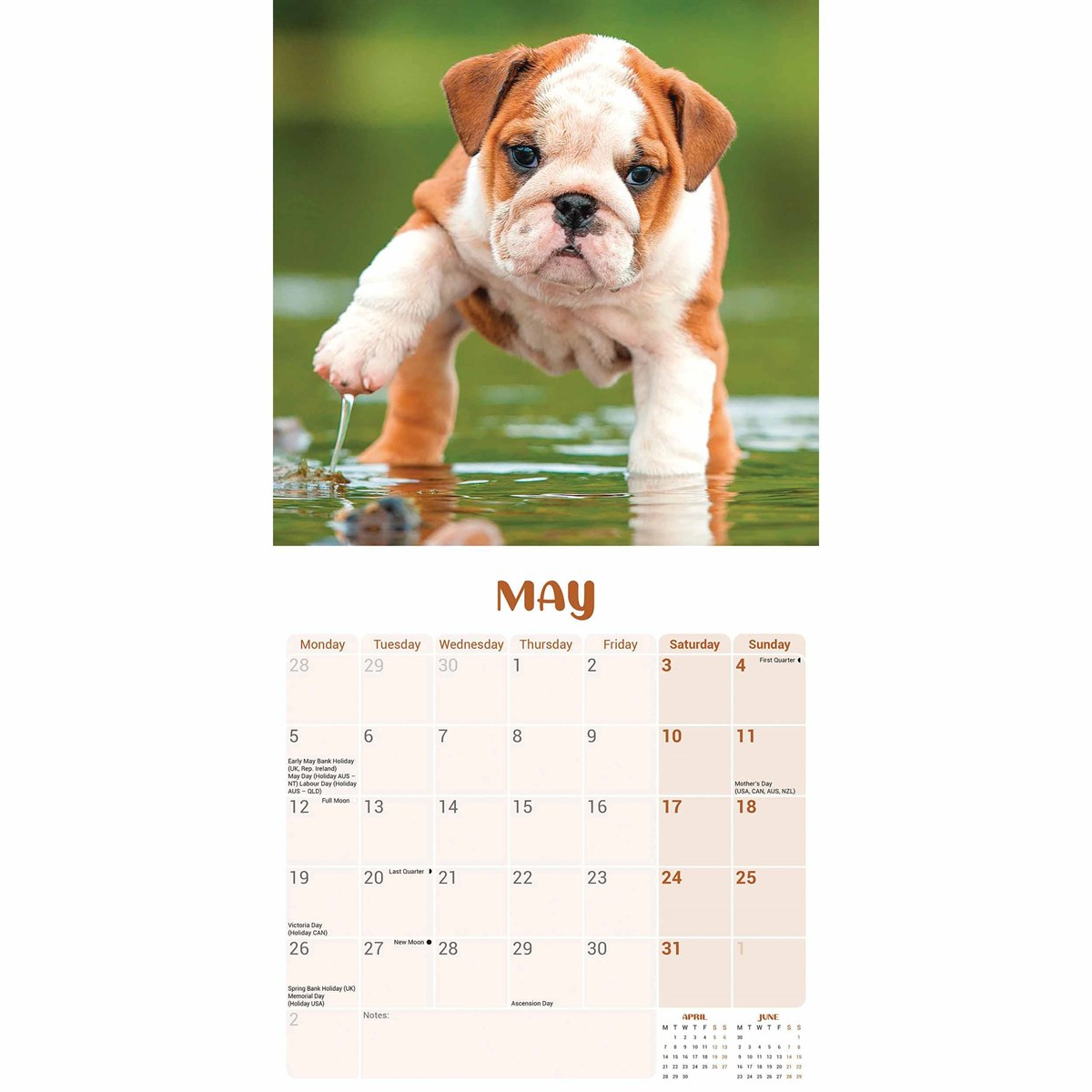 Bulldog Puppies Mini Calendar 2025 in Bulldogs 2025 Calendar Printable