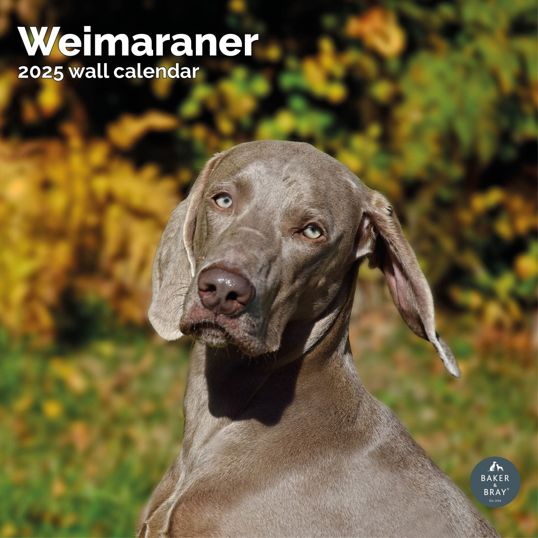 Buy Weimaraner Calendar 2025 | Order Easily And Quickly Online in Just Weimaraners 2025 Calendar Printable
