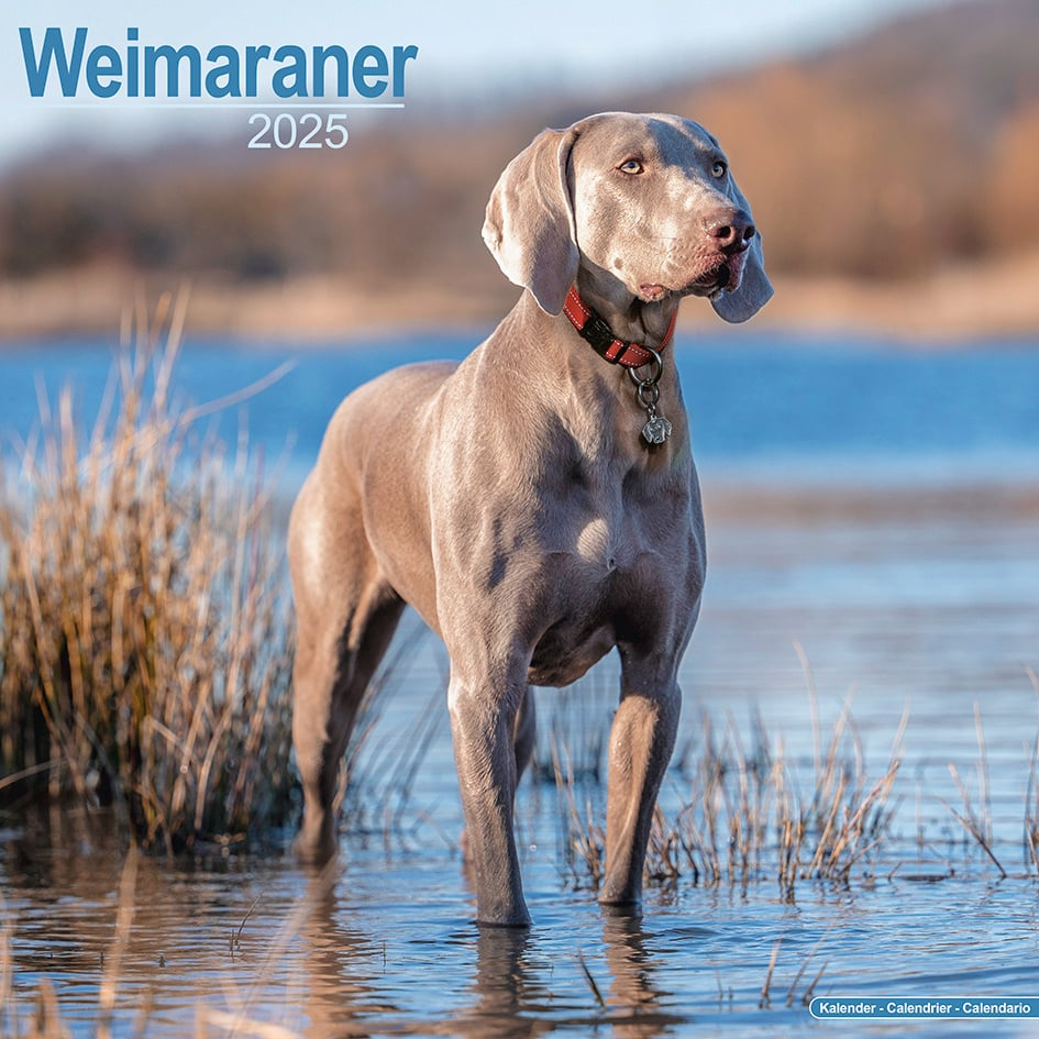 Buying Weimaraner Calendar 2025 | Order Easily Online within Just Weimaraners 2025 Calendar Printable