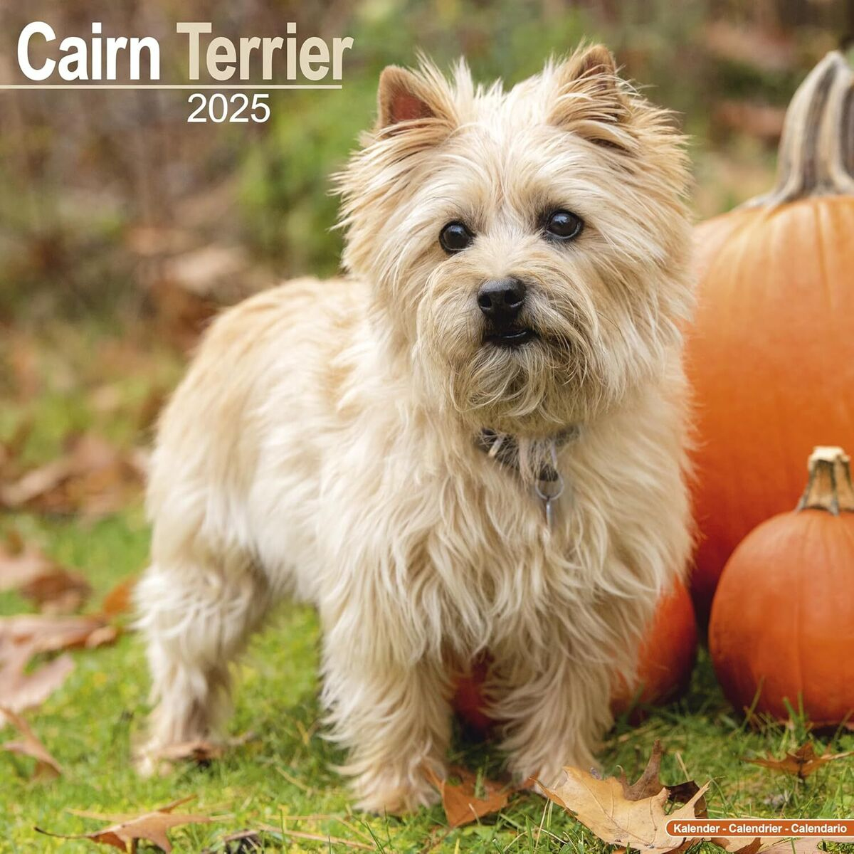 Cairn Terrier - 2025 Calendar - Brand New - 603253 | Ebay inside Just Cairn Terrier 2025 Calendar Printable