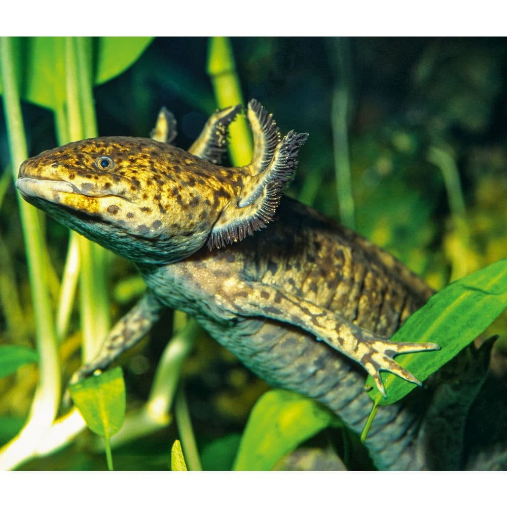 Calendar Ink, Axolotls Wwf 2025 Wall Calendar in Axolotls Wwf 2025 Calendar Printable