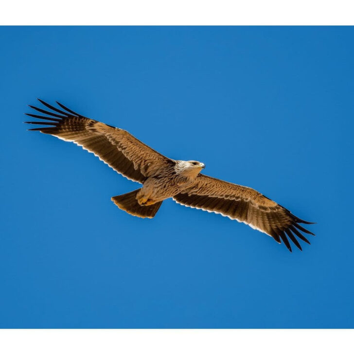 Eagles WWF 2025 Calendar Printable