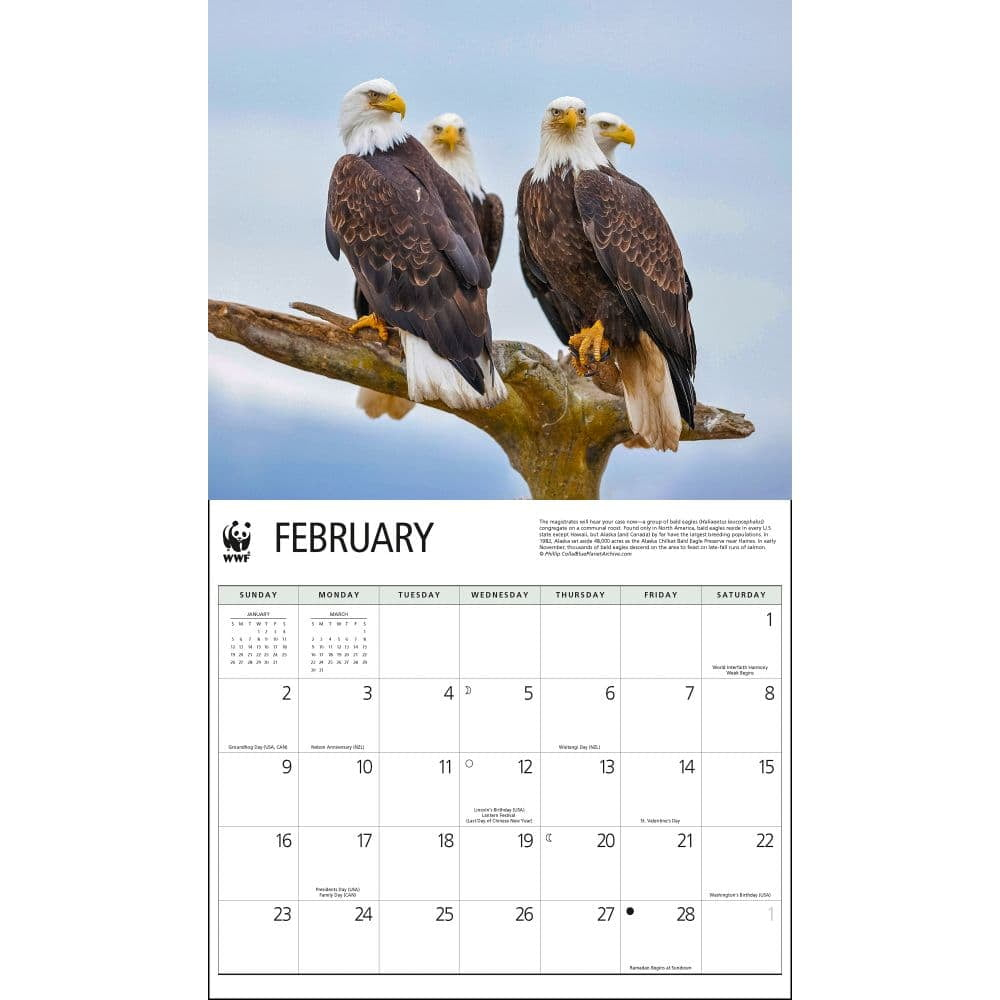 Calendar Ink, Eagles Wwf 2025 Wall Calendar for Eagles WWF 2025 Calendar Printable