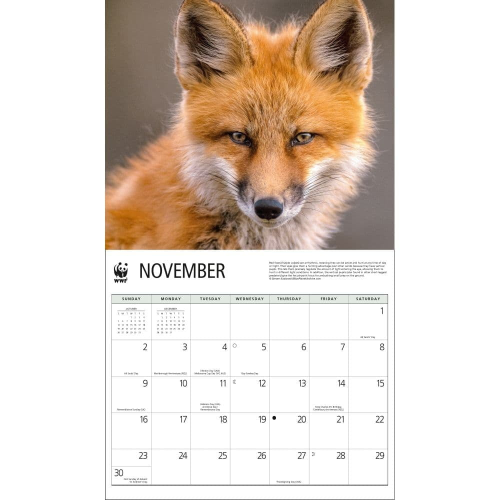 Calendar Ink, Foxes Wwf 2025 Wall Calendar throughout Foxes WWF 2025 Calendar Printable