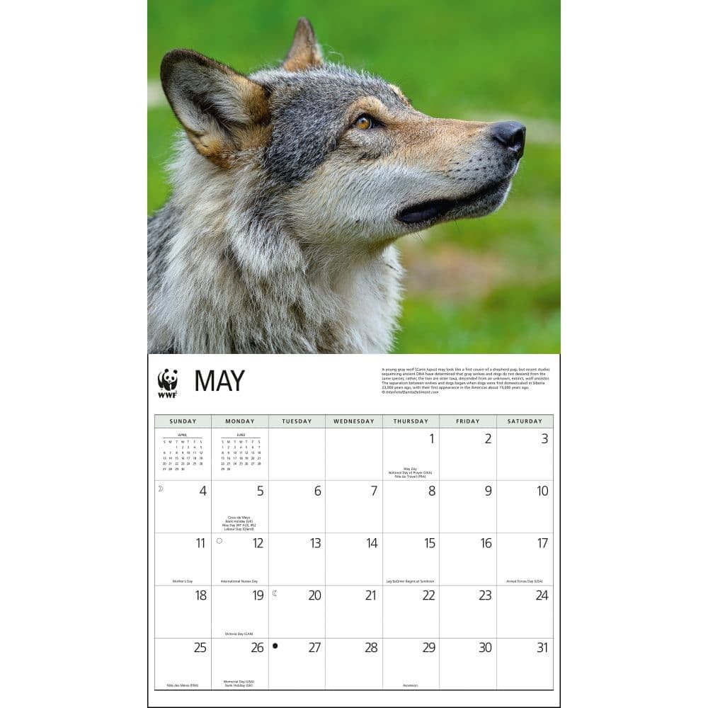 Calendar Ink, Wolves Wwf 2025 Wall Calendar in Wolves WWF 2025 Calendar Printable
