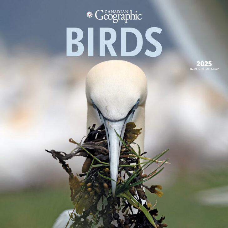 Canadian Geographic Oiseaux 2025 Calendar Printable