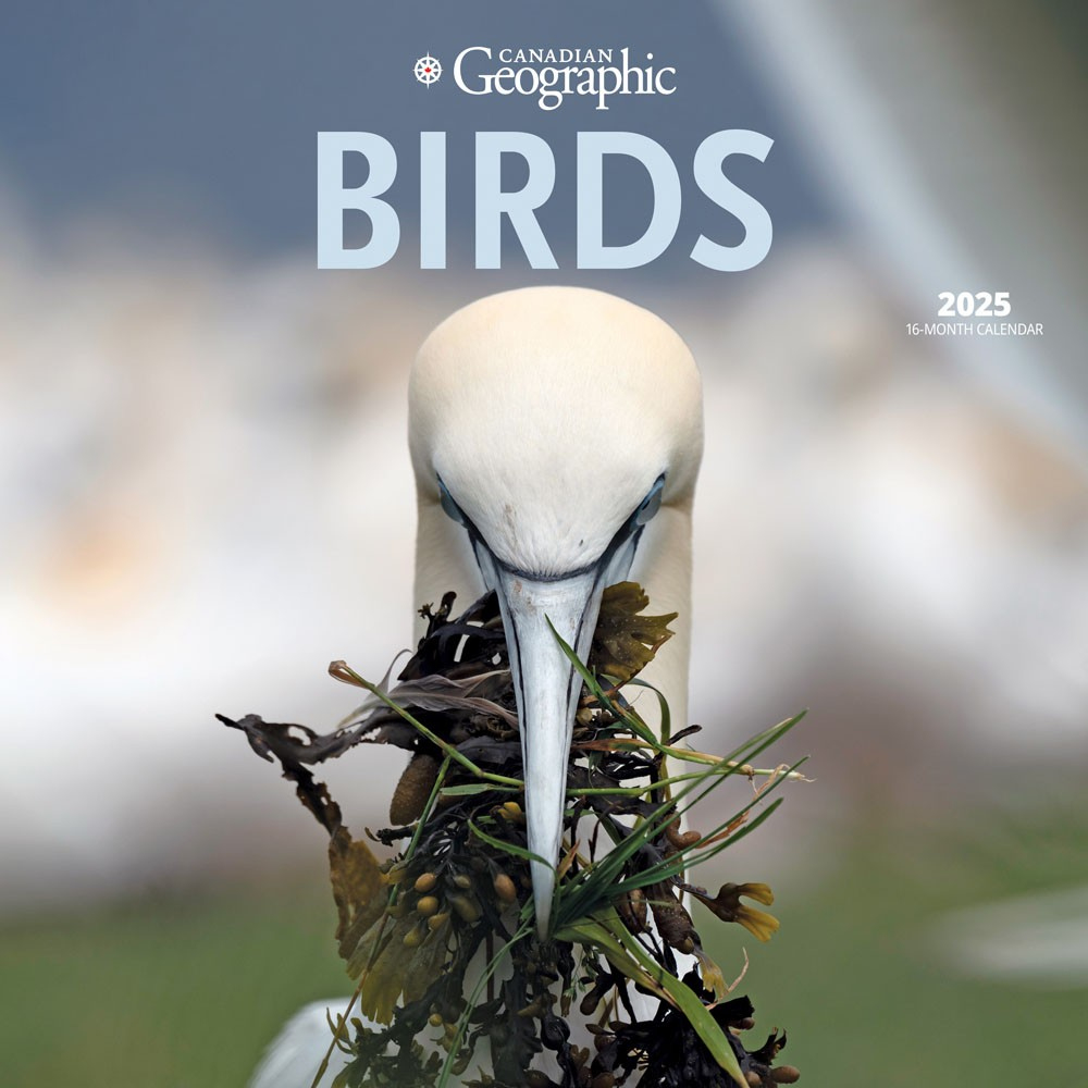 Canadian Geographic Birds Official | 2025 12 X 24 Inch Monthly with regard to Canadian Geographic Oiseaux 2025 Calendar Printable