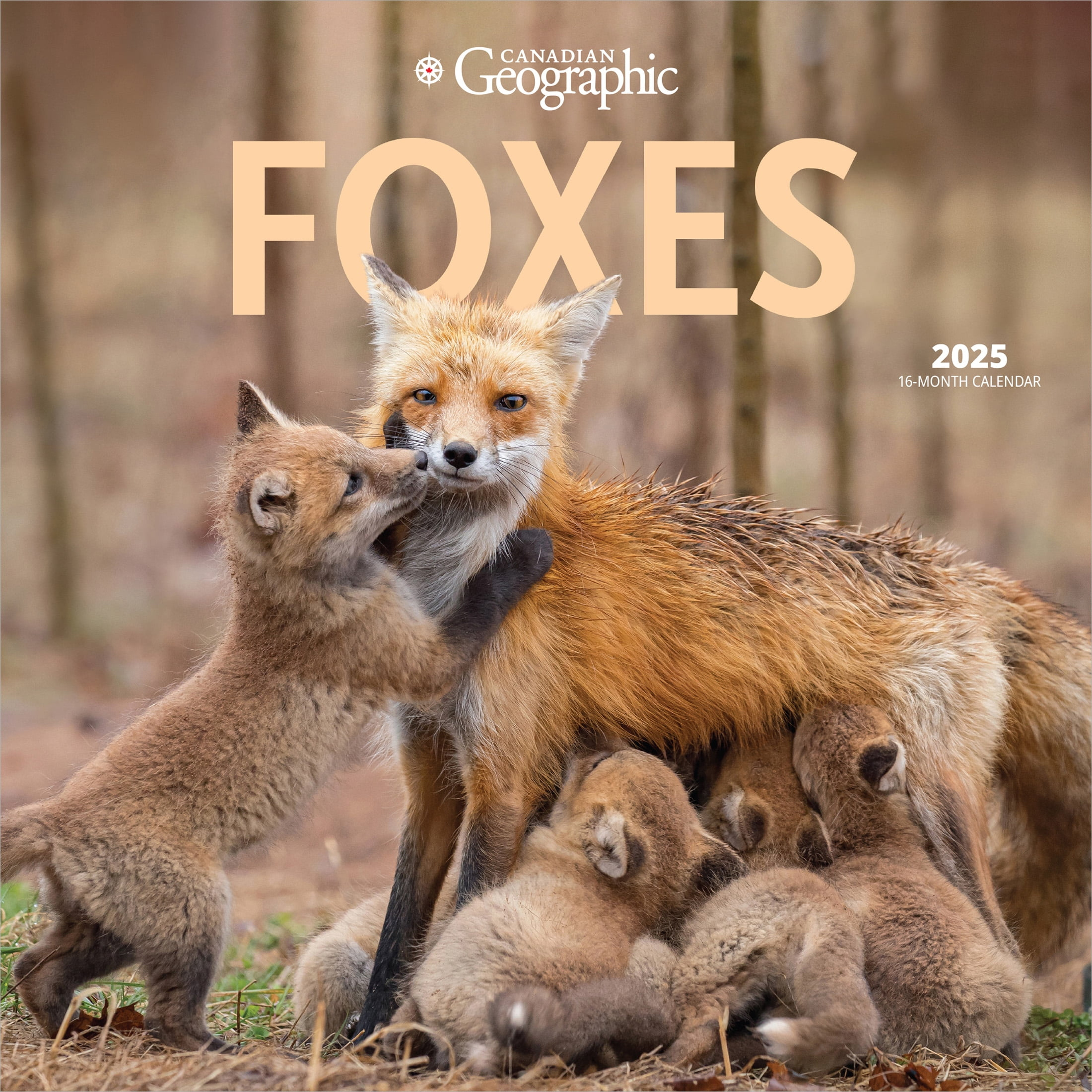 Canadian Geographic Foxes | 2025 12X24&amp;quot; (Hanging) Wall Calendar | Wyman Publishing for Foxes WWF 2025 Calendar Printable
